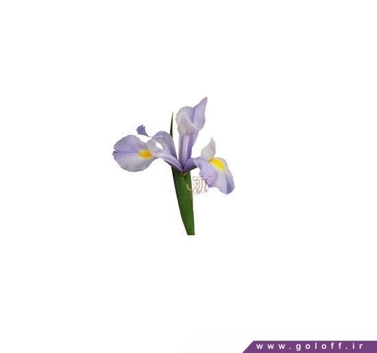 گل فروشی - گل زنبق لایت بلو - Iris | گل آف